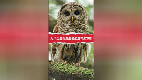 为什么猫头鹰脑袋能旋转270度? 这颈椎也太灵活了吧