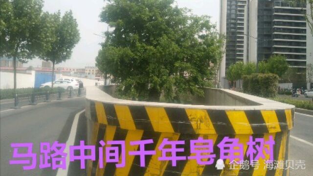 郑州桐柏路南段,马路为树让道,这也是一道城市风景