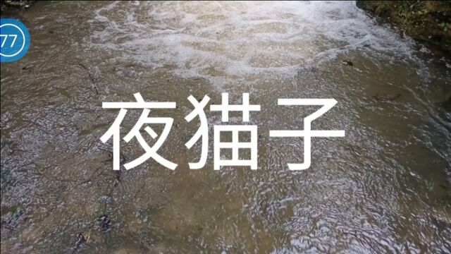 民间故事《夜猫子》农村的真实事件