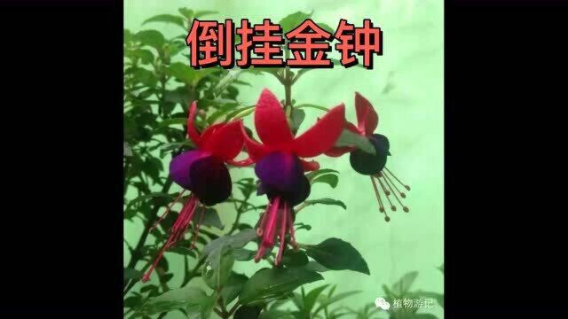 来认识一下倒挂金钟、金铃花、空心莲子草、半边莲、龙葵、曼陀罗