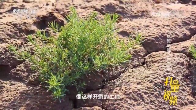 盐碱地贫瘠干旱,甜高粱却长势喜人,割过一遍后第二茬长得更好