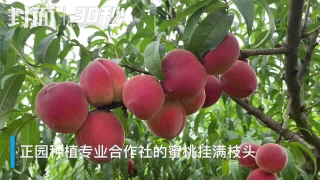 甜蜜夏天的打开方式 来四川内江市中区帮你实现“蜜桃自由”