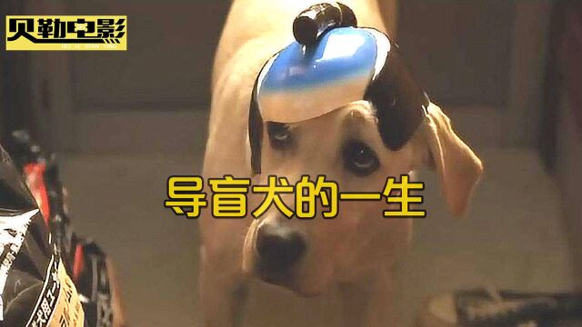 导盲犬小Q:狗狗的一生都为人类奉献,即使人类会伤害它