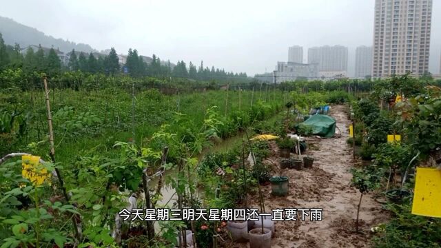 连续三天暴雨,粗杆山木香老桩泡水里了,必须拎出来,否则会泡死