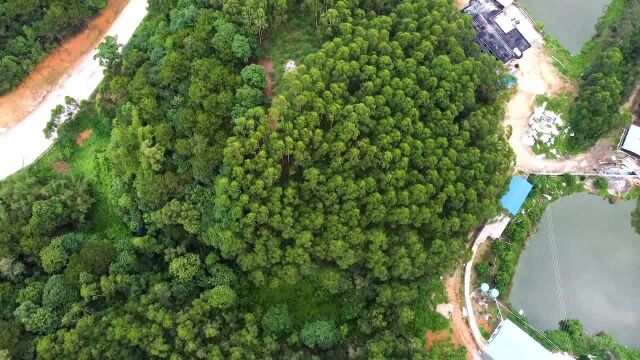 广西陆川乌石镇碗头岭陈氏始祖山