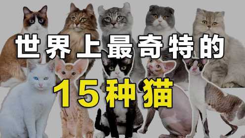 世界上最奇特的15种猫，猫界“渣男”卷毛猫，全身烫着锡纸烫！