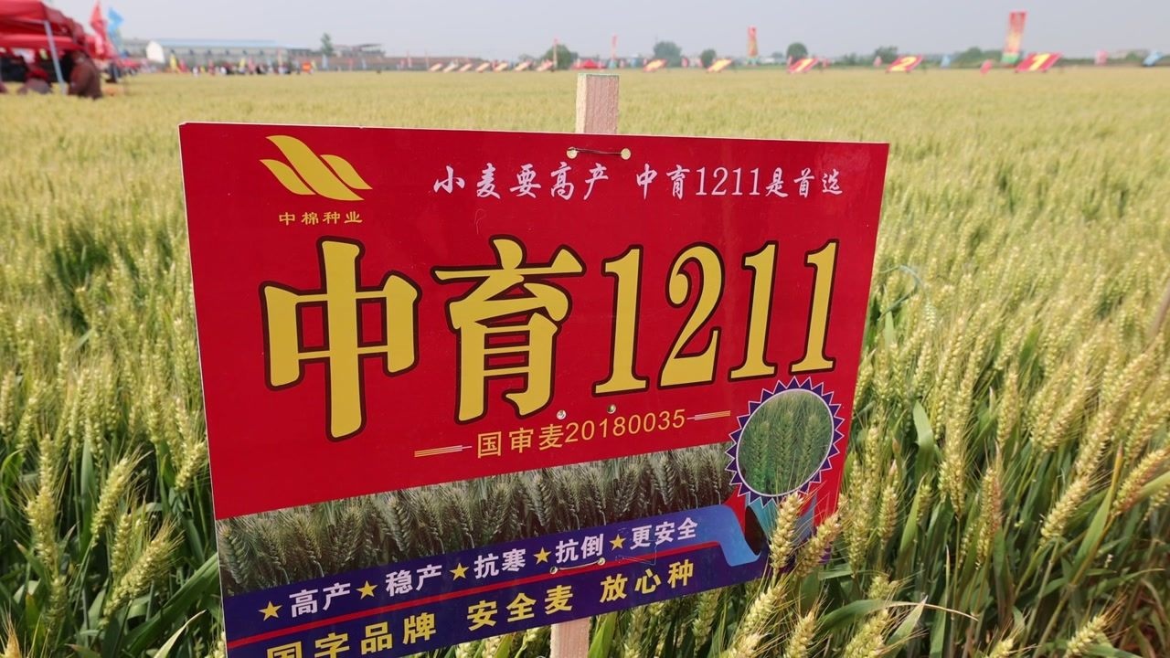中育1428小麦品种图片