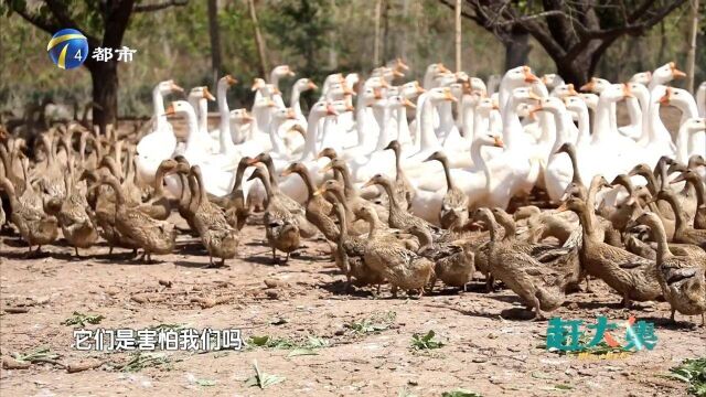 每天下河游泳的散养鸭子、散养鹅,下出的蛋蛋白浓稠,营养丰富