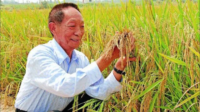 袁隆平贡献有多大?他的杂交水稻被印在非洲这国纸钞上,细节曝光