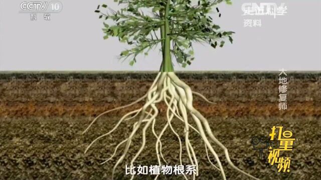 小小根瘤菌竟让荒漠变绿洲?微生物复垦技术有效治理土地贫瘠