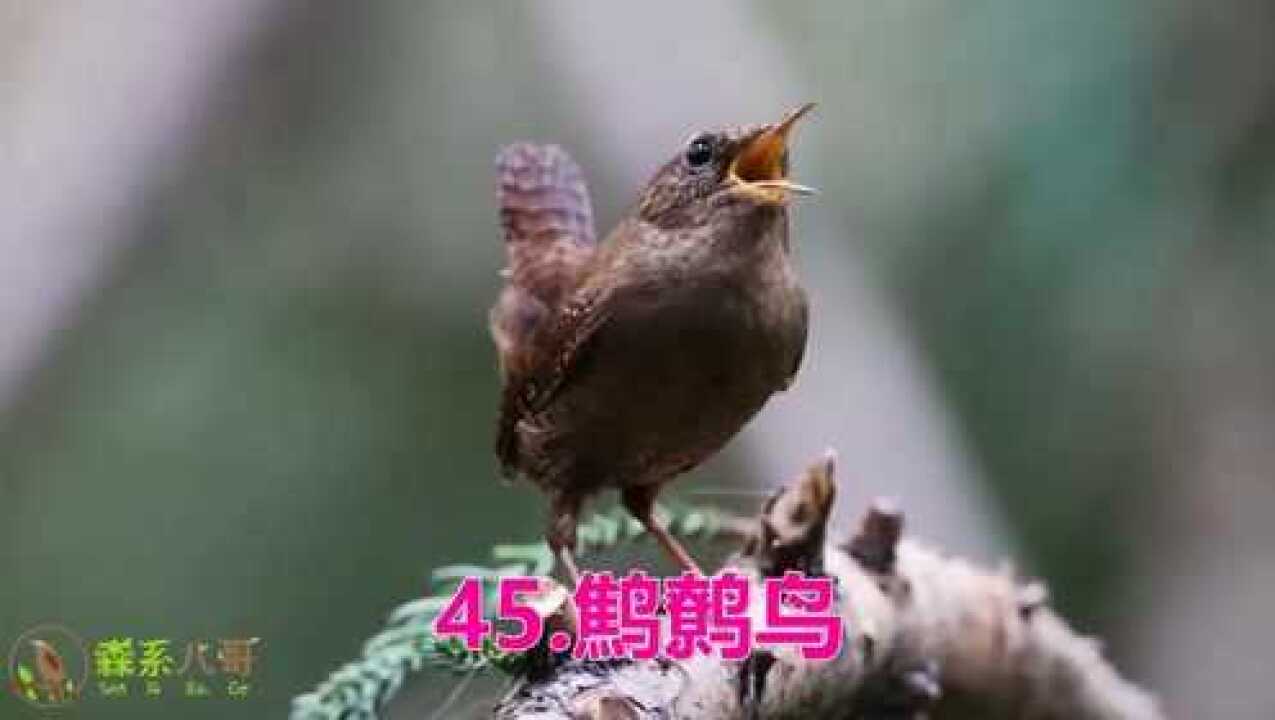 最好听的鸟叫声大全:50种鸟叫声,天籁之音,仿佛身临其境!_高清1080P在线观看平台_腾讯视频
