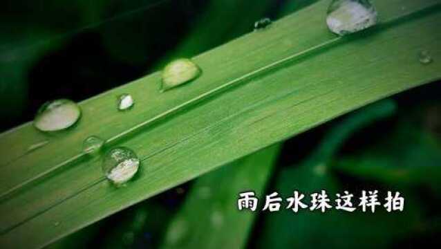 手机摄影5,雨后小草上的水珠这样拍,简单又实用.