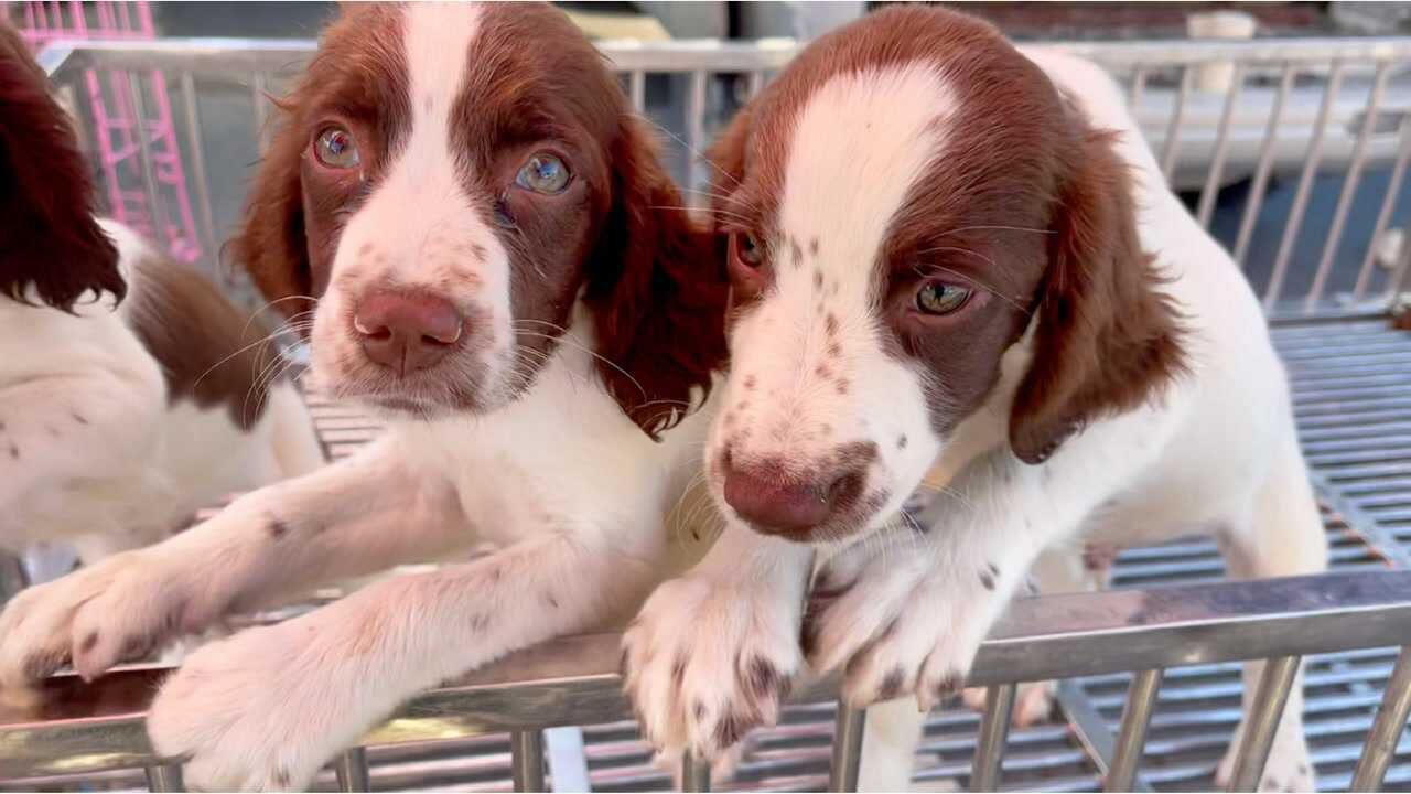 狗市稀有品种史宾格犬,性格温顺相似小绵羊,模样太可爱了