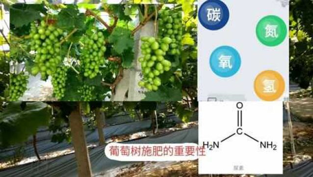 葡萄树用什么肥料最好,施肥时间也很重要