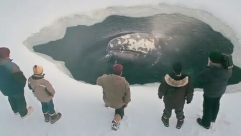 电影：三头鲸鱼被困冰下，人们一夜开凿425个冰洞，供鲸鱼换气