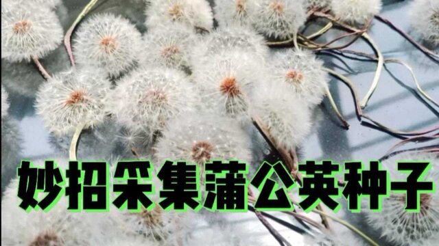 野菜蒲公英这样采集它的种子,又快又好玩