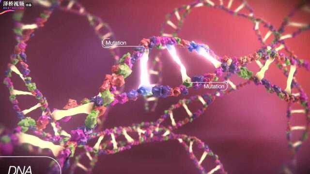 3D动画演示:究竟什么是lncRNA