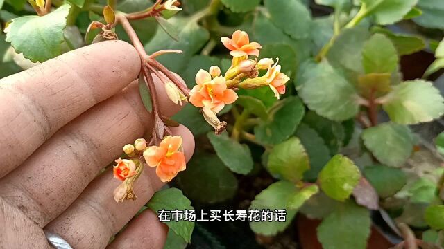 长寿花怎么做到一年四季开花?只要精准控制好这些条件就能实现