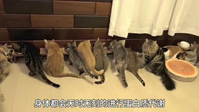 猫为什么爱吃肉?【猫咪的饮食结构】 #宠物 #“知识抢先知”征稿大赛#