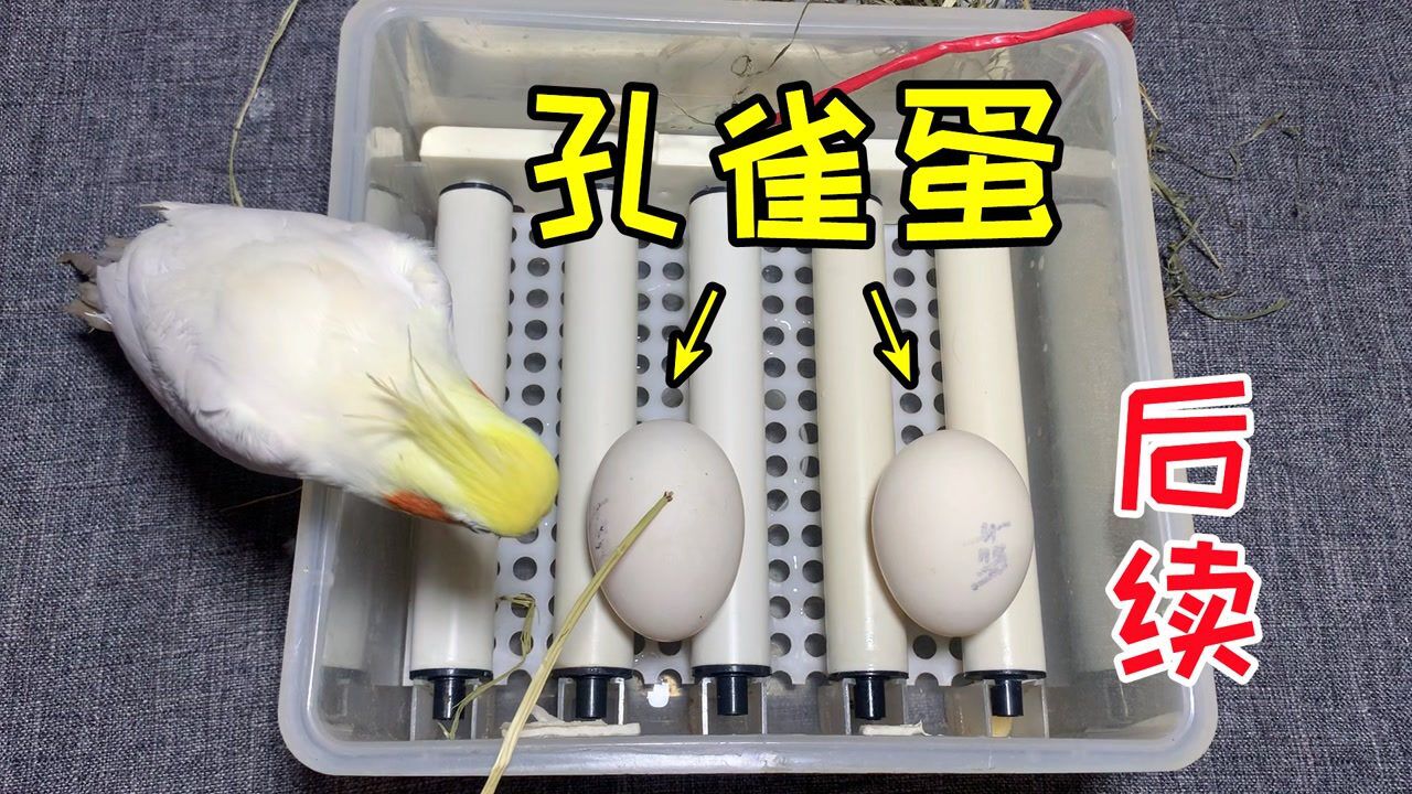 "孔雀蛋"已经孵化了15天啦,现在怎么样了?拿出来看一看