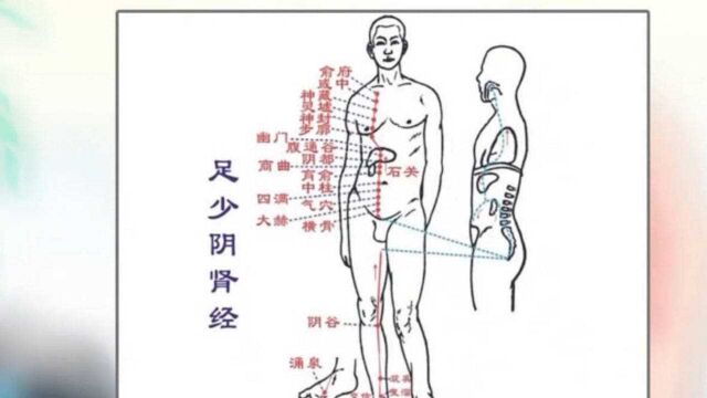 专家介绍治疗肾的穴位,经常揉按穴位可以起到补肾气,养肾的作用