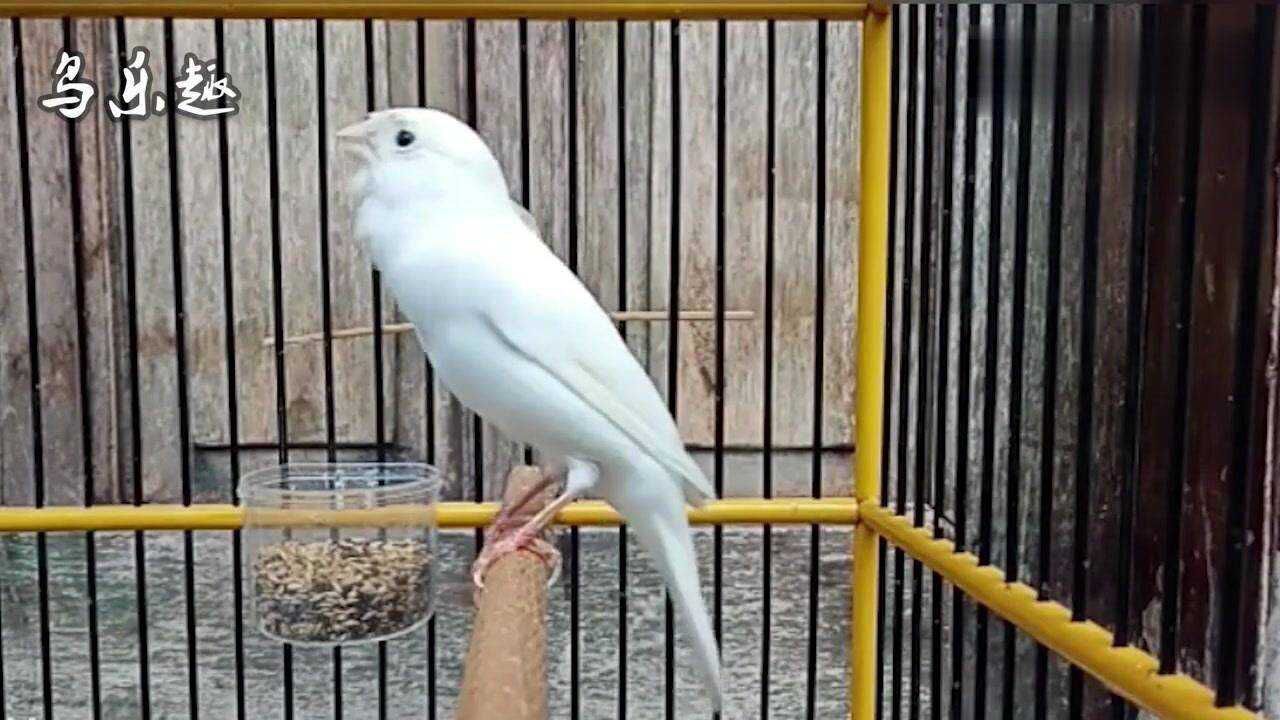 5分钟玉鸟叫声白玉鸟清脆叫声连贯响亮颤音不错