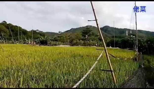 十亩水稻遭鸟抢食,稻田上演保谷战