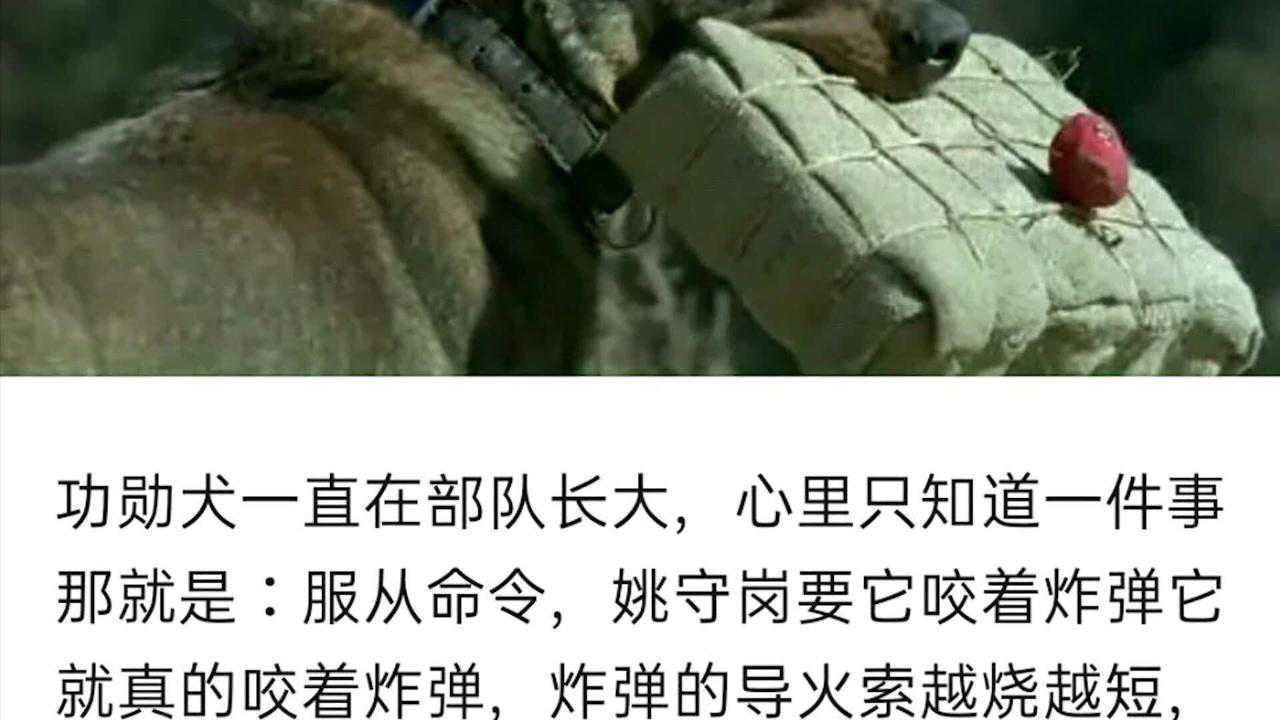 《犬王》导演姚守岗为追求效果炸死功勋犬