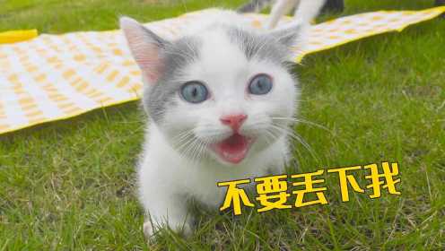 小奶猫第一次出门，粘着主人不肯走，太可爱了！