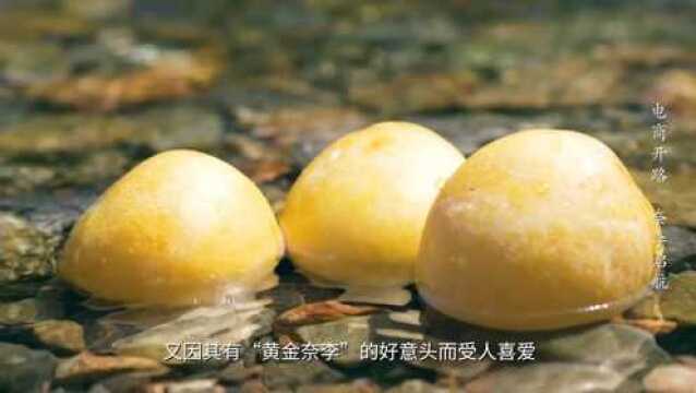 黄金奈李推荐