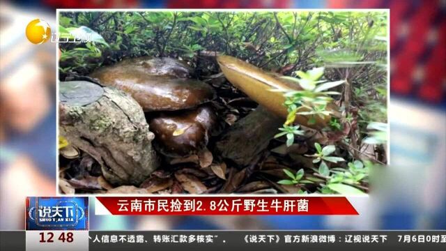 云南市民捡到2.8公斤野生牛肝菌