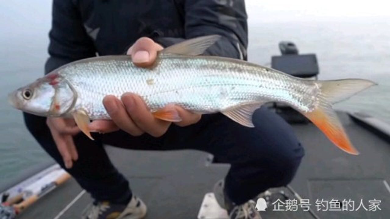 水库野钓红尾鱼,路亚跳底钓法演示,不会的钓友请跟着学习钓鱼