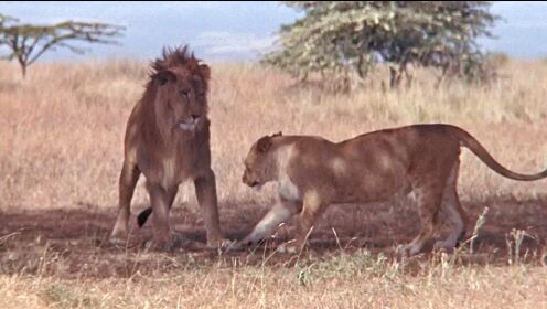 狮子从小被人类养大，放生大自然后，竟被一头野猪追着跑！