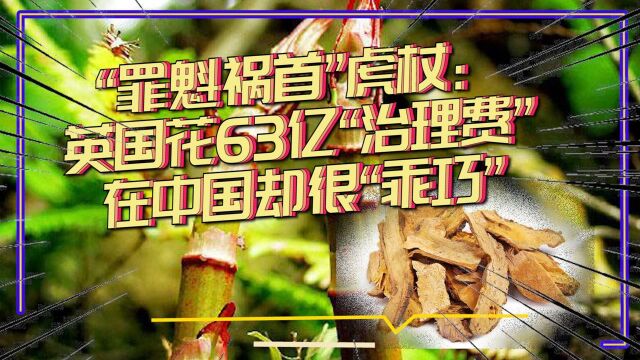 “罪魁祸首”虎杖:英国花63亿“治理费”,在中国却很“乖巧”