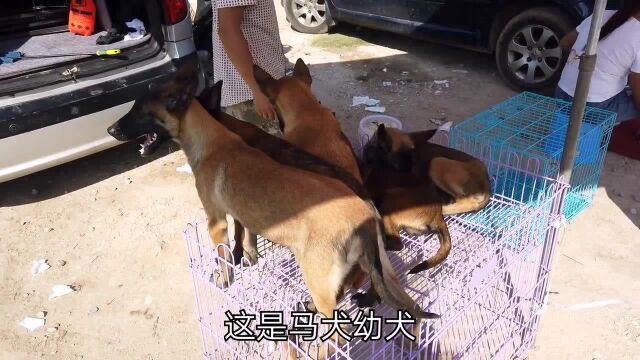 商家出售马犬幼犬,有四只狗正在换牙齿,全是母的马犬!