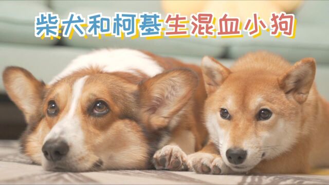 柴犬和柯基要不要生混血小狗?请大家给点建议