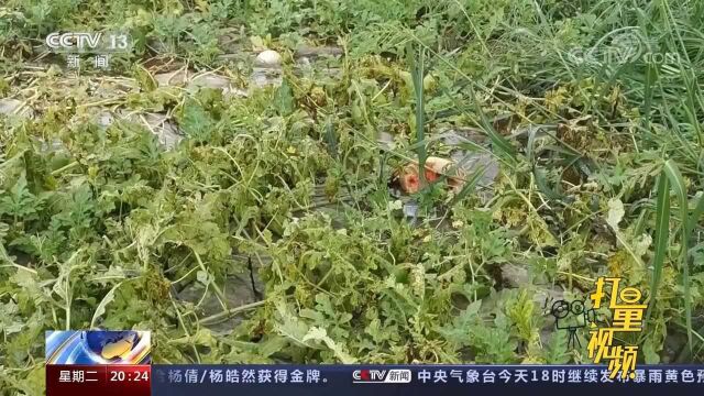 宁波多地进入“看海模式”,葡萄、西瓜园受灾严重