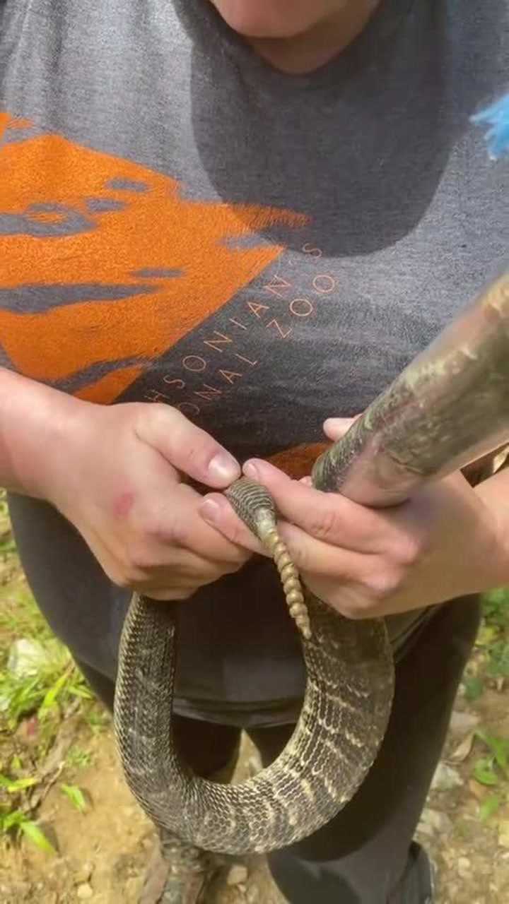 响尾蛇的尾巴真的会响