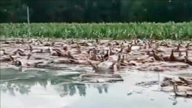 4个养猪场被冲毁6000头死猪漂浮水面 村干部手写求助信