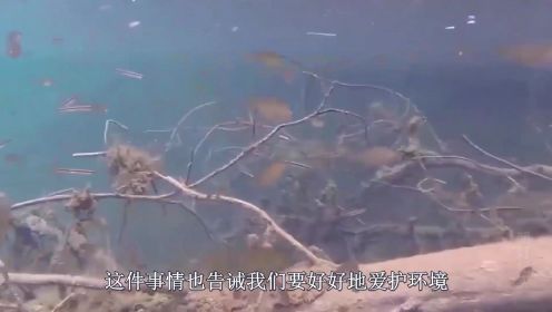 三峡大坝突现“巨型水怪”，经专家打捞后，才发现“本尊”真面目纪录片