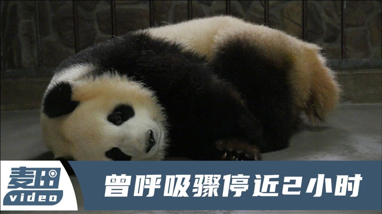 病逝大熊猫"科琳"的一生:3年产3个宝宝,采食时突然倒地抽搐