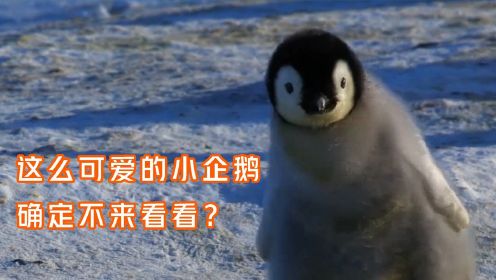 一只小企鹅的成长史有多精彩呢?一起来看看吧！#纪录片推荐官·暑期季#