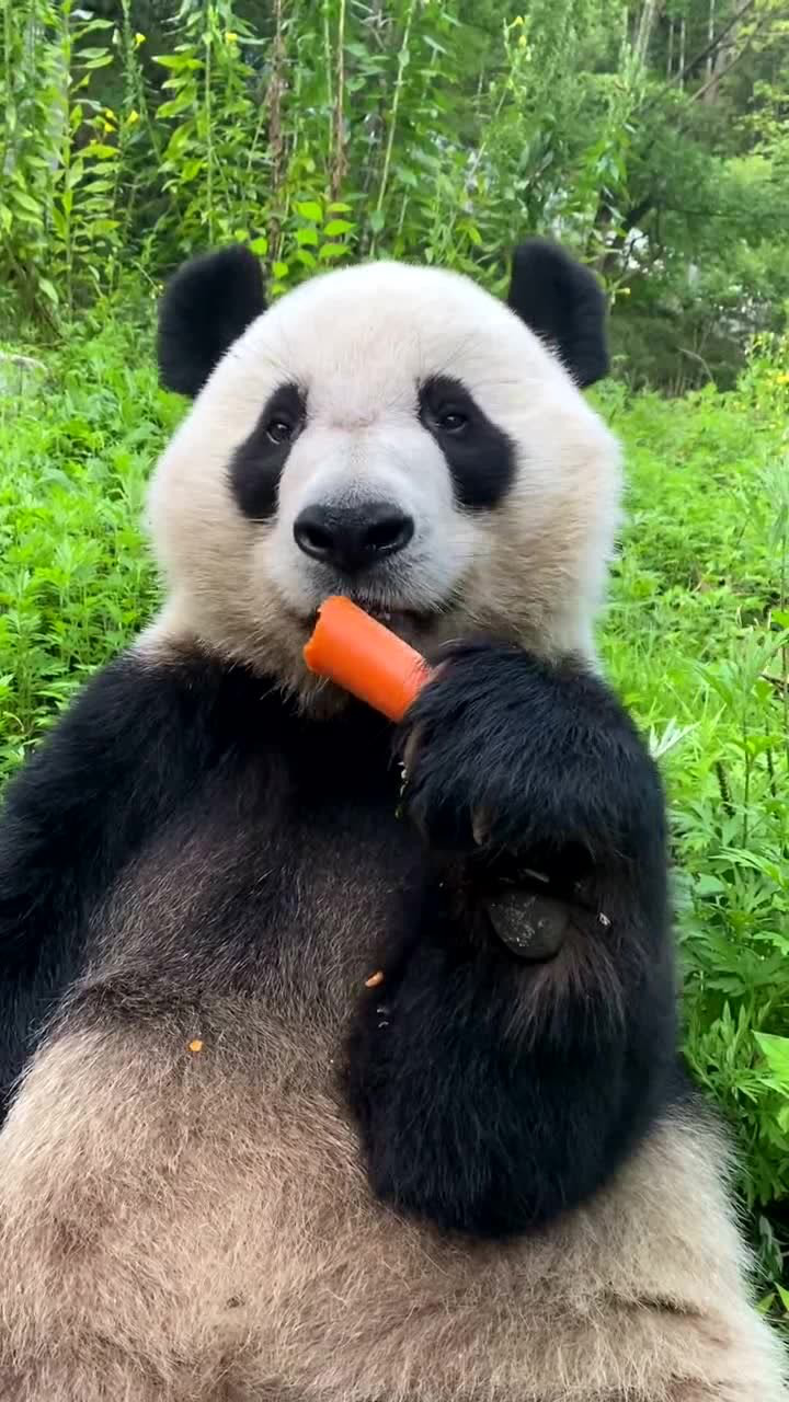 大熊猫吃胡萝卜,看起来很美味!_腾讯视频