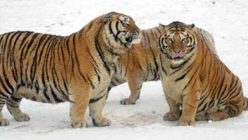 两只老虎兄弟的感人故事，一起来看看吧！