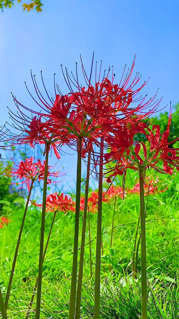 彼岸花花语,无尽的思念,绝望的爱…人赋予花灵魂,花证明有情相见难,花
