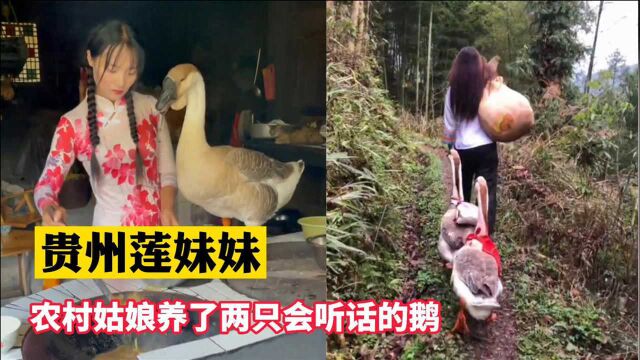 90后贵州女孩因“遛鹅”走红网络,驼东西、赶狗子样样精通!