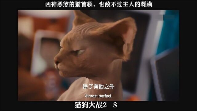 猫狗大战208,凶神恶煞的猫首领,也敌不过主人的蹂躏