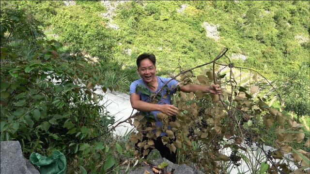 小伙大山里采野葡萄,发现石头边上黑乎乎的一片没人摘,乐坏了