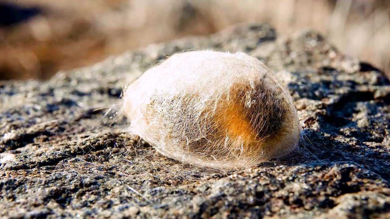 北极神奇的灯蛾毛虫要重生17次才能破茧成蛾