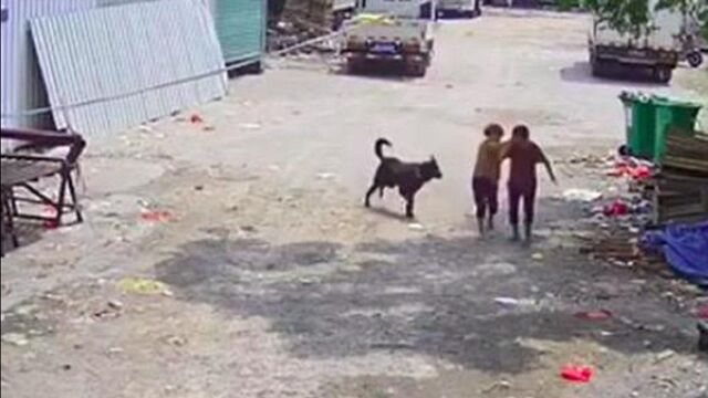 福建老太路上遭恶犬袭击身亡,事发视频公开:狗拖咬时间超2分钟